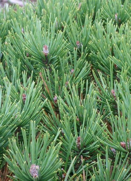 Сосна звичайна Глаука (Pinus sylvestris Glauca) 02.003.381 фото
