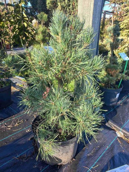 Сосна звичайна Глаука (Pinus sylvestris Glauca) 02.003.381 фото