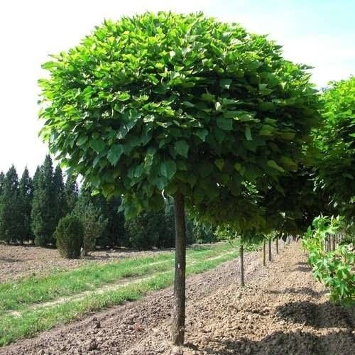 КАТАЛЬПА БІГНОНІЄПОДІБНА 'НАНА' (Catalpa bignonioides Nana) 02.007.031 фото