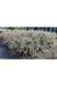 Пенісетум східний `Карлі Роуз` (Pennisetum orientale Karley Rose) 03.013.010 фото 2