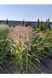 Пенісетум східний `Карлі Роуз` (Pennisetum orientale Karley Rose) 03.013.010 фото 3
