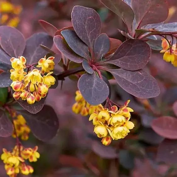 БАРБАРИС ТУНБЕРГА 'ЧОКЛЕЙТ САМЕР'(Berberis thunbergii Chocolate Summer) 01.030.021 фото