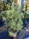 Сосна звичайна Глаука (Pinus sylvestris Glauca) 02.003.381 фото 4