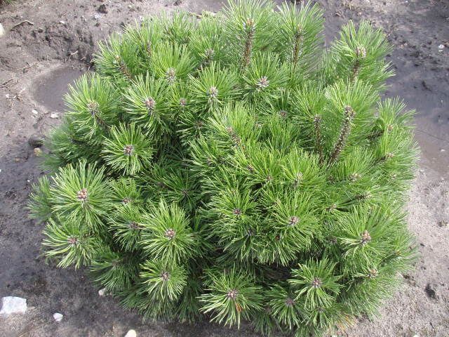 Сосна гірська (Pinus mugo) 02.003.255 фото