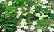 Дерен нутталліі Еддіе'с Вгіте Вондер (Cornus nuttallii Eddie's White Wonder) 01.032.042 фото 2
