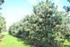 Сосна звичайна Глаука (Pinus sylvestris Glauca) 02.003.381 фото 1