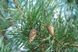 Сосна звичайна Глаука (Pinus sylvestris Glauca) 02.003.381 фото 2