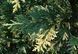 Кипарисовик нутканський "Варієгата" (Chamaecyparis nootkatensis Variegata) 02.010.060 фото 2