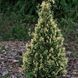 Кипарисовик нутканський "Варієгата" (Chamaecyparis nootkatensis Variegata) 02.010.060 фото 1