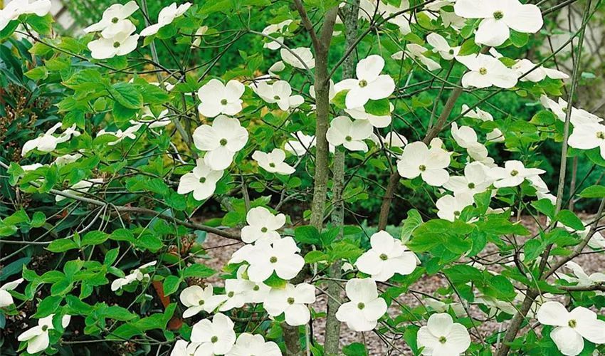 Дерен нутталліі Еддіе'с Вгіте Вондер (Cornus nuttallii Eddie's White Wonder) 01.032.042 фото