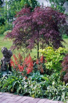 Клен пальмолистий Гарнет (Acer palmatum Garnet) 01.001.058 фото