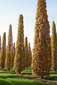 Дуб звичайний черешковий Фастігіата (Quercus robur Fastigiata) 01.071.010 фото
