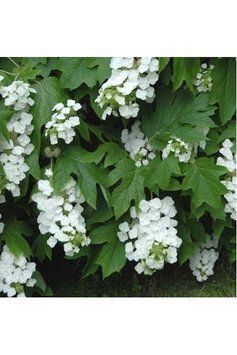Гортензія дуболиста Сноуфлейк (Hydrangea quercifolia Snowflake) 01.034.057 фото