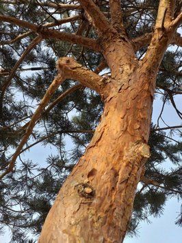 Сосна звичайна Глаука (Pinus sylvestris Glauca) 02.003.277 фото