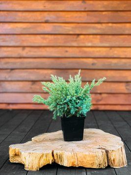 Ялівець лускатий Блю Свід (Juniperus squamata Blue Swede) 02.009.105 фото