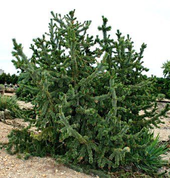 Сосна остиста(Pinus aristata) 02.003.494 фото