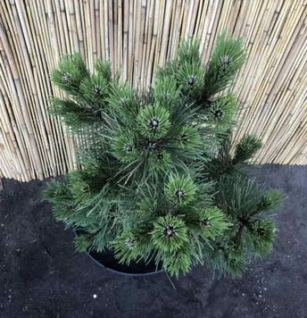 Сосна чорна Хорнібрукіана (Pinus nigra Hornibrookiana) 02.003.121 фото
