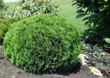ТУЯ ЗАХІДНА 'ДАНІКА' (Thuja occidentalis Danica) 02.011.161 фото