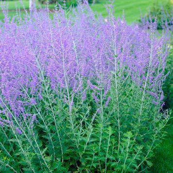 ПЕРОВСКІЯ ЛЕБЕДОЛИСТА (Perovskia atriplicifolia) 03.016.001 фото