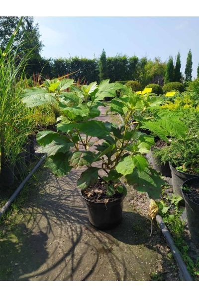 Гортензія дуболиста Сноуфлейк (Hydrangea quercifolia Snowflake) 01.034.057 фото