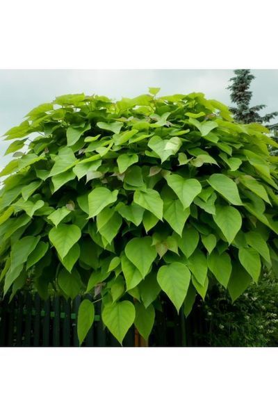 КАТАЛЬПА БІГНОНІЄПОДІБНА 'НАНА' (Catalpa bignonioides Nana) 01.018.005 фото