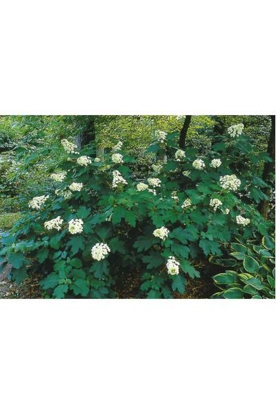 Гортензія дуболиста Сноуфлейк (Hydrangea quercifolia Snowflake) 01.034.057 фото