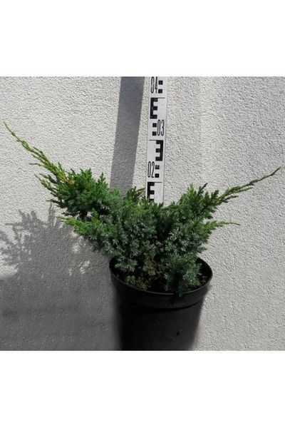 Ялівець лускатий Блю Свід (Juniperus squamata Blue Swede) 02.009.105 фото