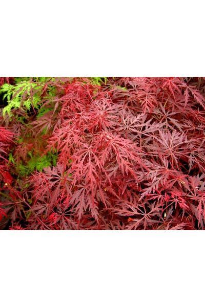 Клен пальмолистий Гарнет (Acer palmatum Garnet) 01.001.058 фото