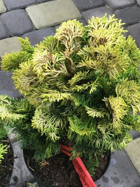 КИПАРИСОВИК обтуса Парсоніі (Chamaecyparis obtusa Parsonii) 02.010.007 фото