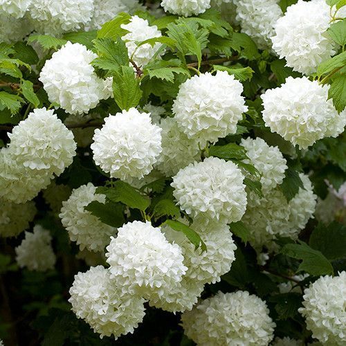 КАЛИНА ЗВИЧАЙНА РОЗЕУМ (Viburnum opulus Roseum) 01.049.008 фото