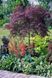 Клен пальмолистий Гарнет (Acer palmatum Garnet) 01.001.058 фото 1
