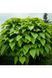 КАТАЛЬПА БІГНОНІЄПОДІБНА 'НАНА' (Catalpa bignonioides Nana) 01.018.005 фото 2