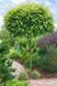 КАТАЛЬПА БІГНОНІЄПОДІБНА 'НАНА' (Catalpa bignonioides Nana) 01.018.005 фото 1