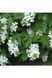 Гортензія дуболиста Сноуфлейк (Hydrangea quercifolia Snowflake) 01.034.057 фото 1