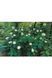 Гортензія дуболиста Сноуфлейк (Hydrangea quercifolia Snowflake) 01.034.057 фото 3