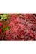 Клен пальмолистий Гарнет (Acer palmatum Garnet) 01.001.058 фото 3