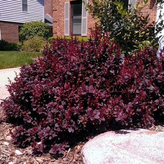 БАРБАРИС ТУНБЕРГА 'КОНКОРД' (Berberis thunbergii Concord) 01.030.008 фото