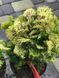 КИПАРИСОВИК обтуса Парсоніі (Chamaecyparis obtusa Parsonii) 02.010.007 фото 2