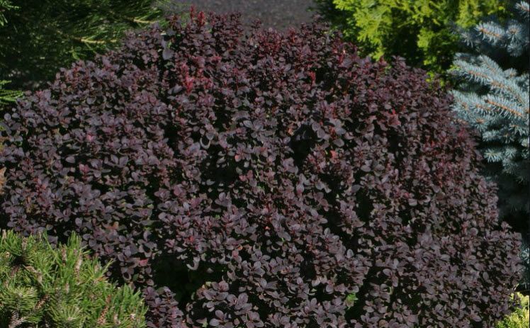 БАРБАРИС ТУНБЕРГА 'КОНКОРД' (Berberis thunbergii Concord) 01.030.008 фото