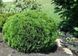 ТУЯ ЗАХІДНА 'ДАНІКА' (Thuja occidentalis Danica) 02.011.161 фото 1