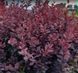 БАРБАРИС ТУНБЕРГА 'КОНКОРД' (Berberis thunbergii Concord) 01.030.008 фото 2