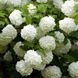 КАЛИНА ЗВИЧАЙНА РОЗЕУМ (Viburnum opulus Roseum) 01.049.008 фото 2