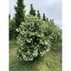 КАЛИНА ЗВИЧАЙНА РОЗЕУМ (Viburnum opulus Roseum) 01.049.008 фото 1