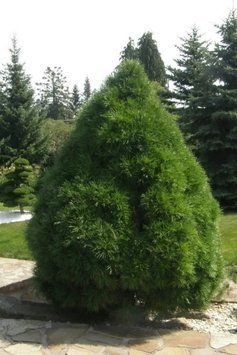 Сосна звичайна Глобоза Вiрiдiз (Pinus sylvestris Globosa Viridis) 02.003.424 фото