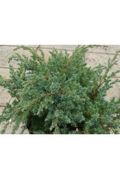 Ялівець лускатий Блю Свід (Juniperus squamata Blue Swede) 02.009.198 фото