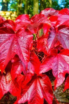 ДІВОЧИЙ ВИНОГРАД ТРИЗАГОСТРЕНИЙ ВІЧА (Parthenocissus tricuspidata Veitchii) 01.044.001 фото