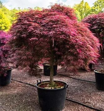 КЛЕН ПАЛЬМОЛИСТИЙ 'ІНАБЕ-ШІДАРЕ' (Acer palmatum Inaba Shidare) 01.001.106 фото
