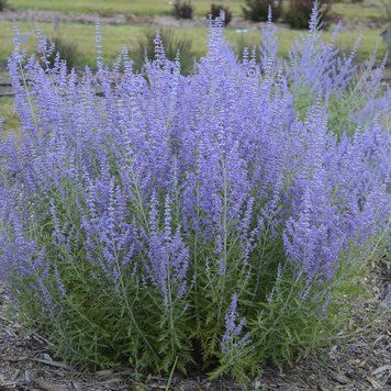 ПЕРОВСКІЯ ЛЕБЕДОЛИСТА (Perovskia atriplicifolia) 03.016.003 фото
