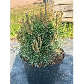 Сосна чорна Хорнібрукіана К/бонсай (Pinus nigra Hornibrookiana) 02.003.422 фото