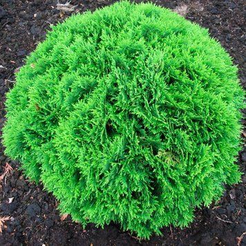 ТУЯ ЗАХІДНА 'ДАНІКА' (Thuja occidentalis Danica) 02.011.030 фото